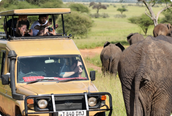 people in jeep clicking elephant image